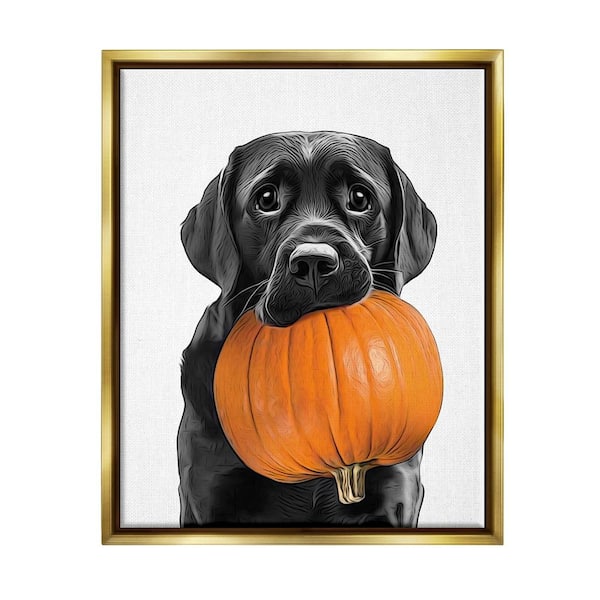 Stupell Industries Lab Dog with Pumpkin by Annalisa Latella 1 Piece Floater Frame Graphic Print Animal Poster Art Print 21 in. x 17 in.
