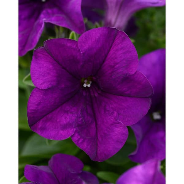 BELL NURSERY 6 in. Purple Petunia Annual Live Plant, Purple Flowers, (4-Pack)