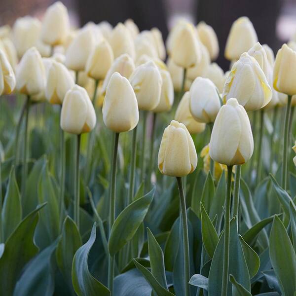 VAN ZYVERDEN Tulips Bulbs Ivory Floradale (Set of 12) 87000 - The Home ...