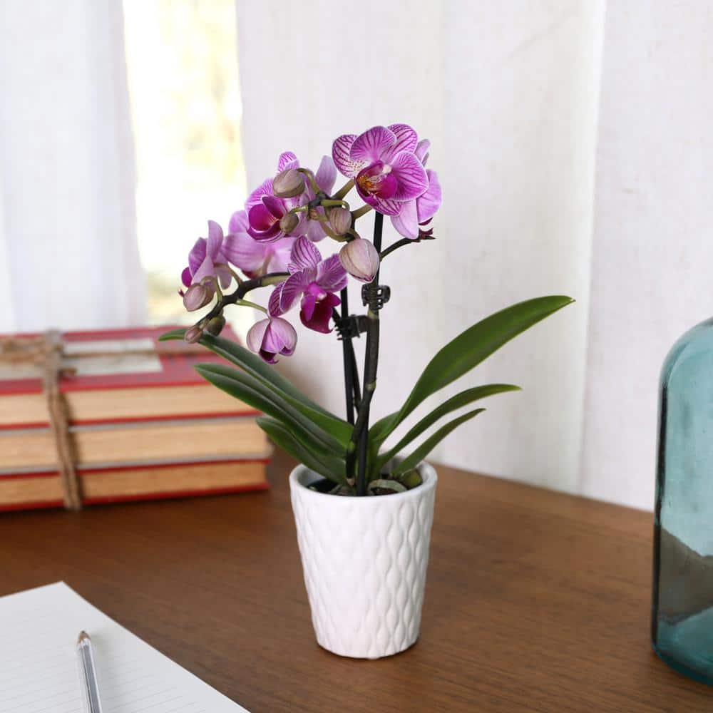 Pink Mini Orchid in White Ceramic Pot, 6-10"