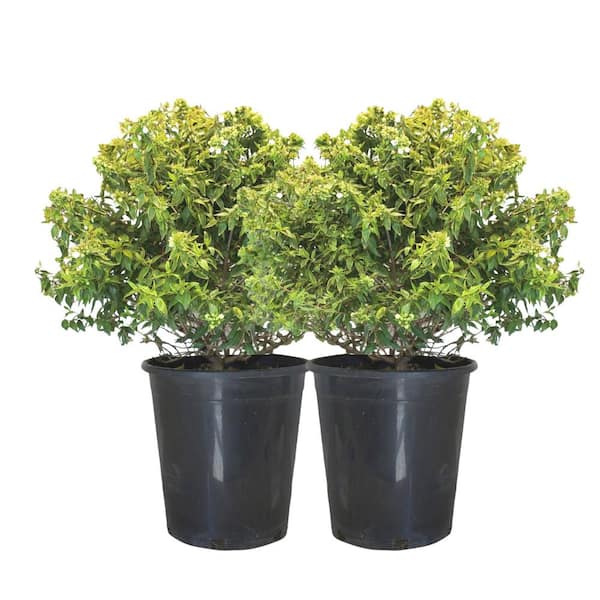 Alder & Oak #5 Container Kaleidoscope Abelia Shrubs (2-Pack)