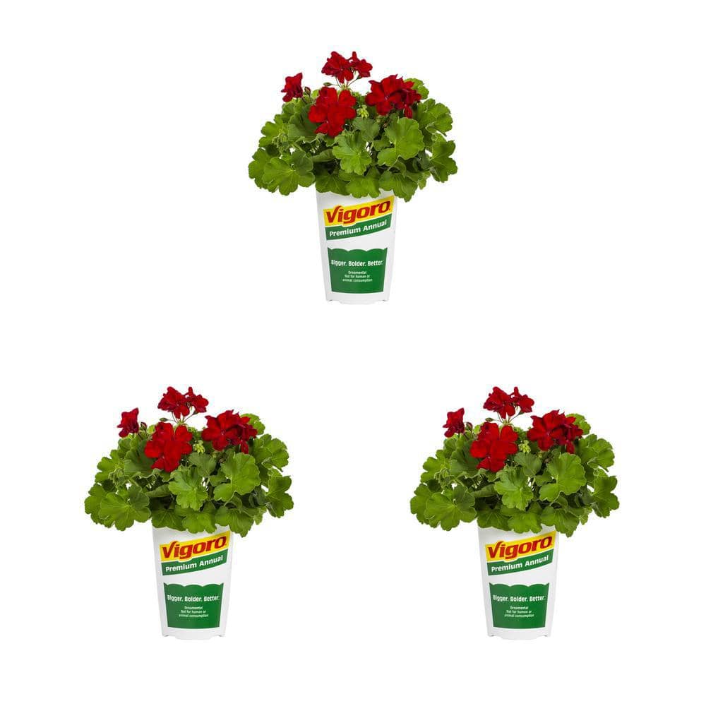 Vigoro 2 qt. Geranium Calliope Dark Red Annual Plant (3-Pack) 79035 ...