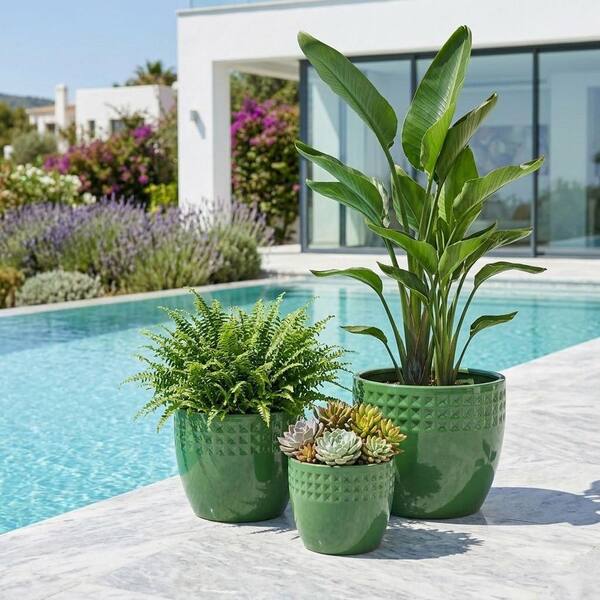 braided plant Money Tree 'Guiana Chestnut' Pachira Braid main image 1