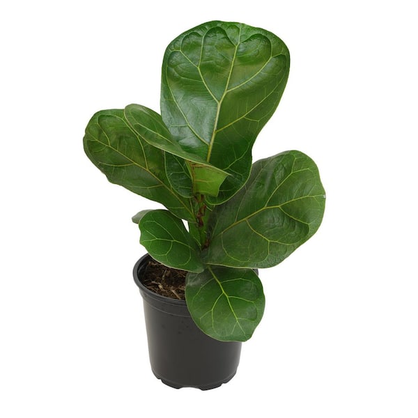 ALTMAN PLANTS 4.25 in. FICUS LYRATA - Fiddle Leaf Fig Houseplant