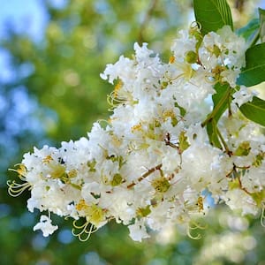 3 Gal. Natchez White Crape Myrtle