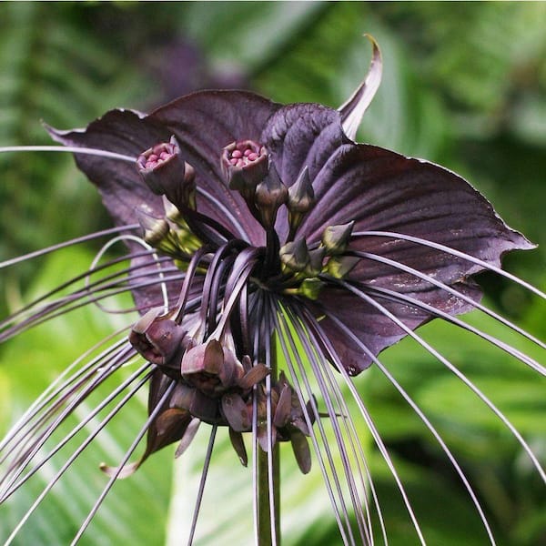 Wekiva Foliage Black Bat Flower - Live Plant in a 4 in. Pot - Not in Bloom  When Shipped - Tacca chantrieri - Extremely Rare and Exotic R2-IWFX-EY3Y -  The Home Depot