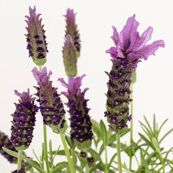 METROLINA GREENHOUSES 2 qt. Lavender Javelin Forte Deep Purple