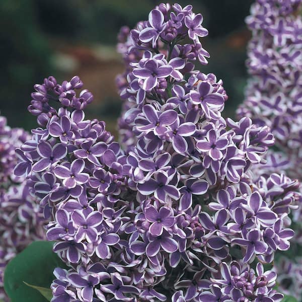 Reviews for Spring Hill Nurseries 1 Gal. Pot, Sensation Lilac