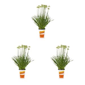 2 Qt. Allium Millenium Perennial Plant (3-Pack)