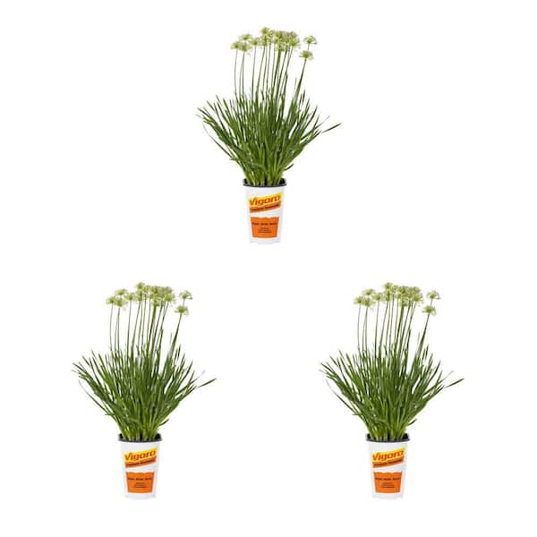 Vigoro 2 Qt. Allium Millenium Perennial Plant (3-Pack)