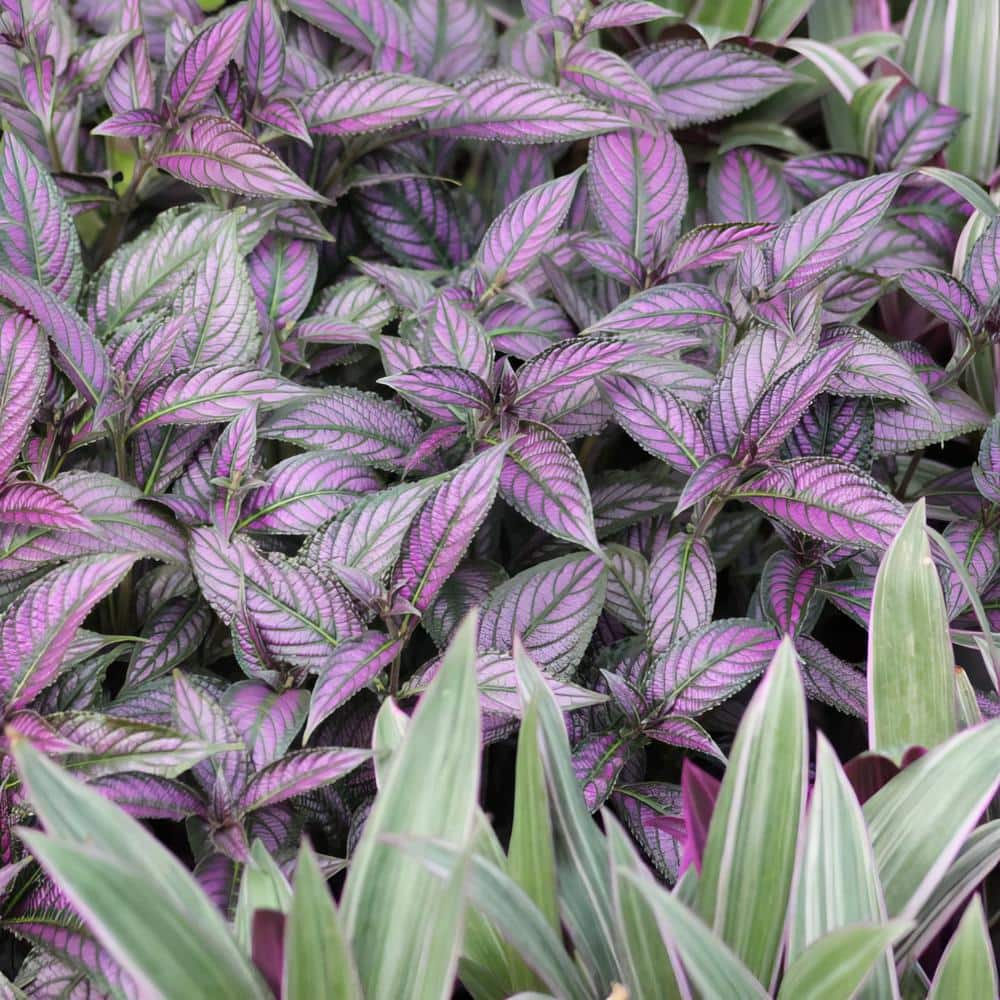 4-Inch Persian Shield Purple Bloom Strobilanthes Plant