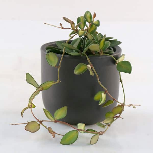 小物 hoyadara66 Hoya australis 'Lisa' (Wax Plant) – Southern Idaho Landscape Center