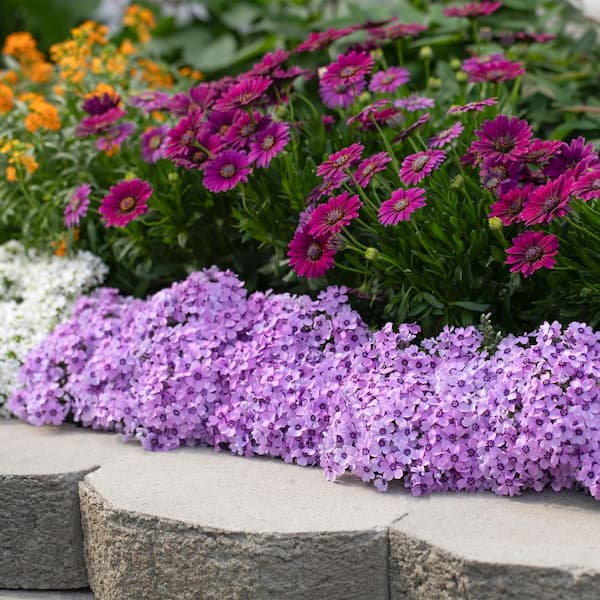 METROLINA GREENHOUSES 1.5 PT. Purple Phlox Subulata Perennial