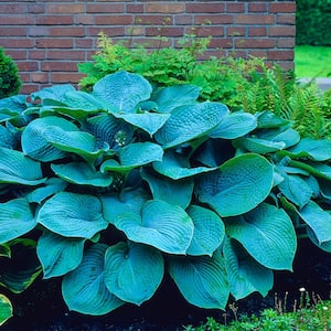 Colossal Blue Hosta (Hosta) Live Bareroot Perennial Plant Blue Colored Foliage (1-Pack)