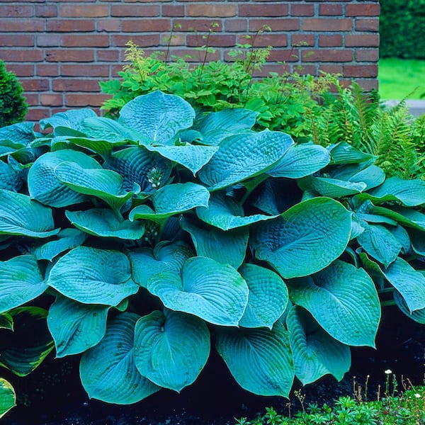 Spring Hill Nurseries Colossal Blue Hosta (Hosta) Live Bareroot Perennial Plant Blue Colored Foliage (1-Pack)