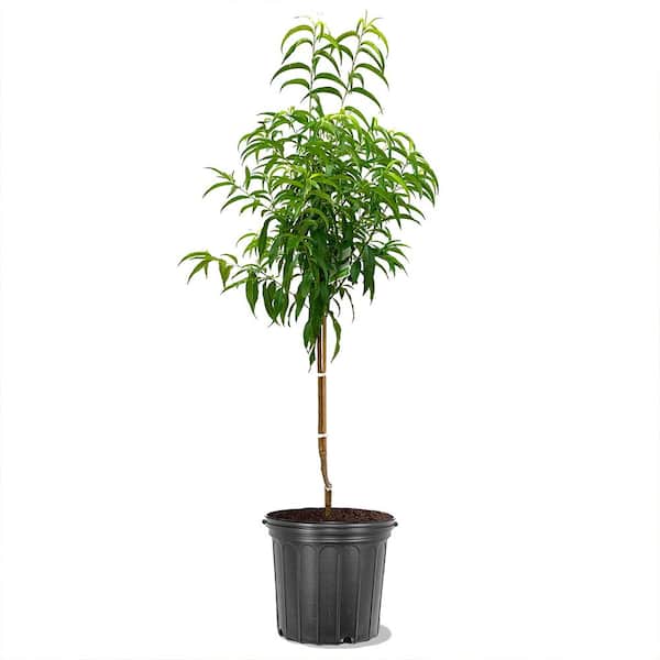 5 Gal. Loring Peach Tree PCHLOR05G - The Home Depot