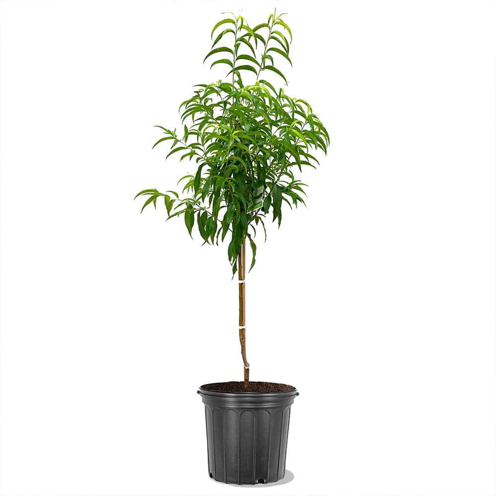 5 Gal. Glo Haven Peach Tree