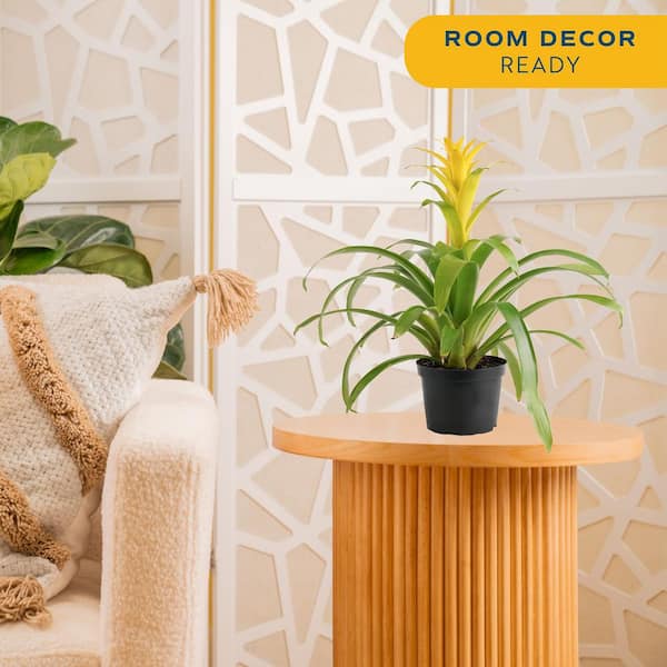 Grower's Choice Bromeliad Indoor Plant in 6 in. Grower Pot, Avg. Shipping Height 1-2 ft. Tall (2-Pack)
