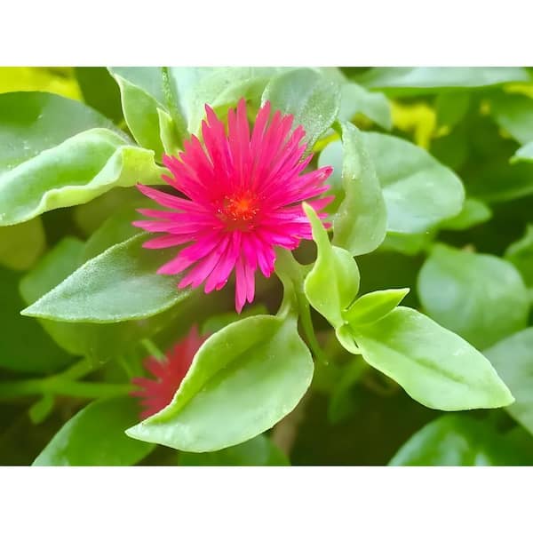 2-Piece Live Rooted Spreading Plant Mesembryanthemum Cordifolium, Aptenia Red Apple