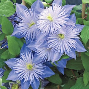 Pale-lavender Flowering Vine Crystal Fountain Clematis, Live Perennial Plant with 4 in. Pot (1-Pack)