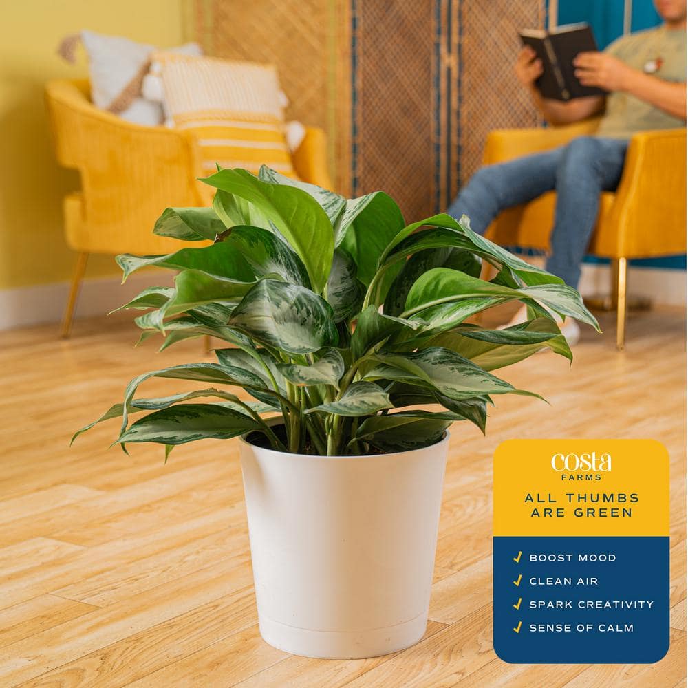 Costa Farms 22-26" Tall Aglaonema Medium Indirect Sunlight, Indoor Live House Plants, Grow Pot