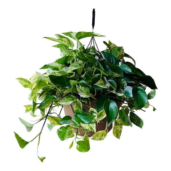 Pure Beauty Farms 2 Gal Golden Pothos Plant In 12 In Hanging Basket Dc12hbgolpothos The Home Depot