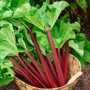 Kangarhu Rhubarb (Rheum), Live Bareroot Vegetable Plant (1-Pack)