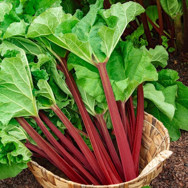 Gurney's Kangarhu Rhubarb (Rheum), Live Bareroot Vegetable Plant (1-Pack)