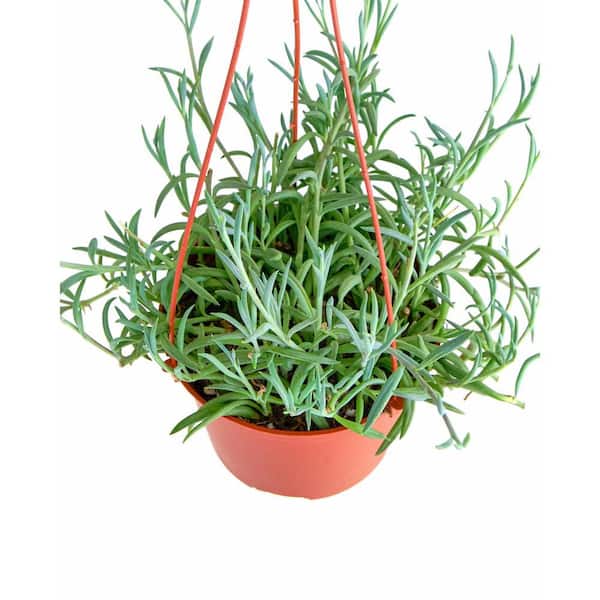 Shop Succulents String of Fishhooks Hanging Succulent, Senecio Radicans Glauca, Fully Rooted Live 6 in. Succulent Plant with Hanger 1-FISHHOOK-6 - The Home Depot Shop Succulents String of Fishhooks Hanging Succulent, Senecio Radicans Glauca, Fully Rooted Live 6 in. Succulent Plant with Hanger 1-FISHHOOK-6 - The Home Depot