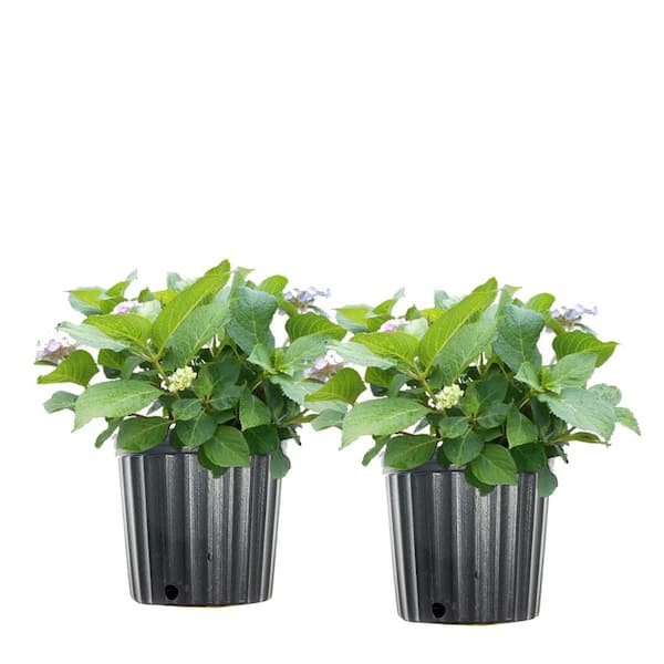 Unbranded #1 Penny Mac Hydrangea Shrub (2-Pack)