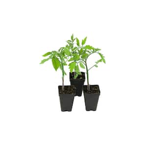 2.5 in. Chef's Choice Yellow Tomato Solanum Lycopersicum Vegetable Plant with Yellow Fruit (3-Pack)