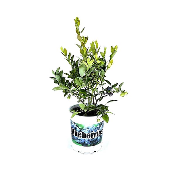 2.5 qt. Chandler Blueberry Live Plant with Extra Large Sweet Juicy Firm Berries 1 each