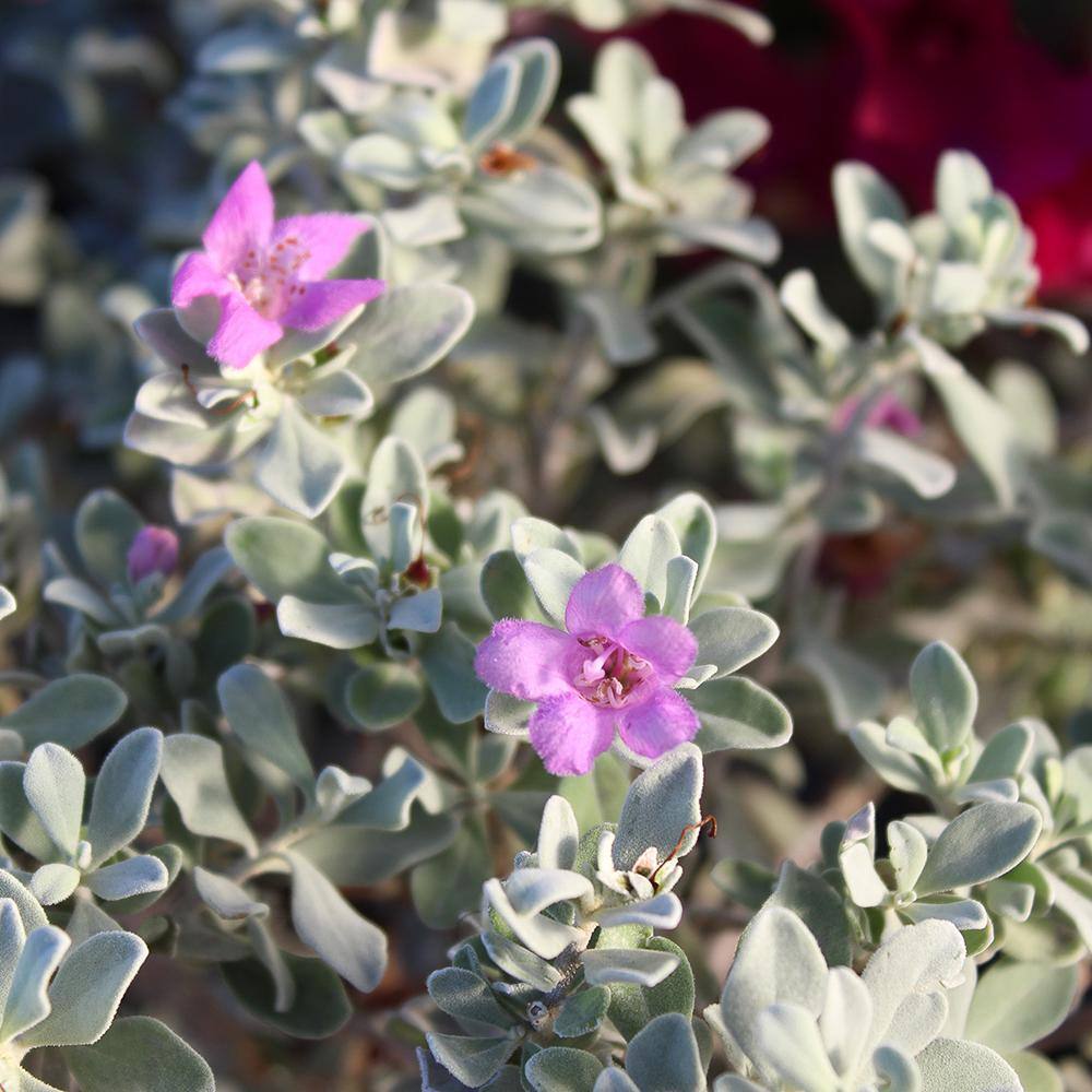 Silverado Sage Leucophyllum Perennial Shrub in 8 Quart Container