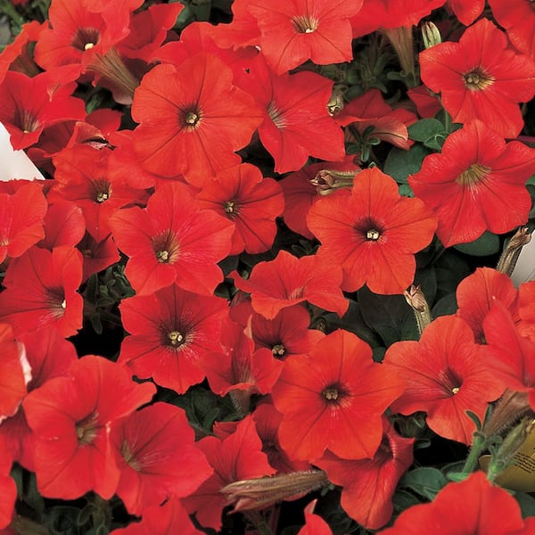 EASY WAVE 8 In. Red Easy Wave Petunia Annual Live Plant with Red Flowers (6-Pack)