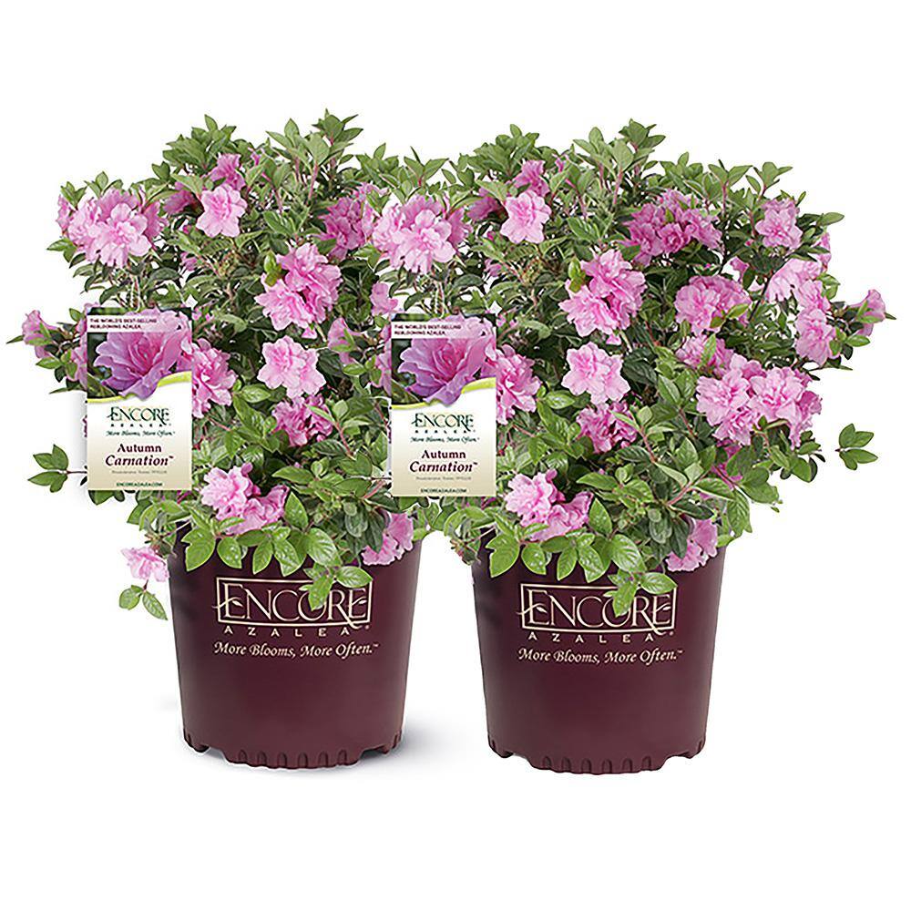 ENCORE AZALEA 1 Gal. Autumn Carnation Shrub with Semi Double Pink Flowers  (2-pack) 18106 - The Home Depot