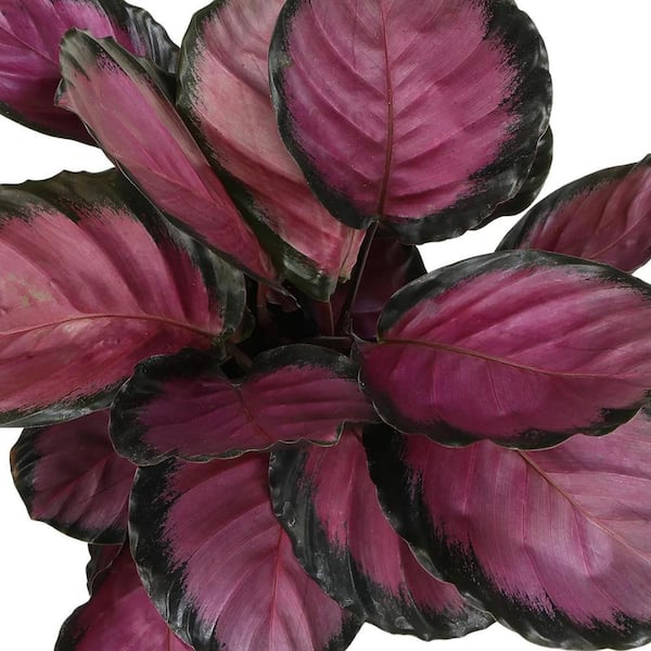 Wekiva Foliage Calathea Purple Rose-Live Plant in a 4 in. Growers Pot- Calathea Roseopicta-Houseplants from The Nursery CalPur4x1 - The Home Depot