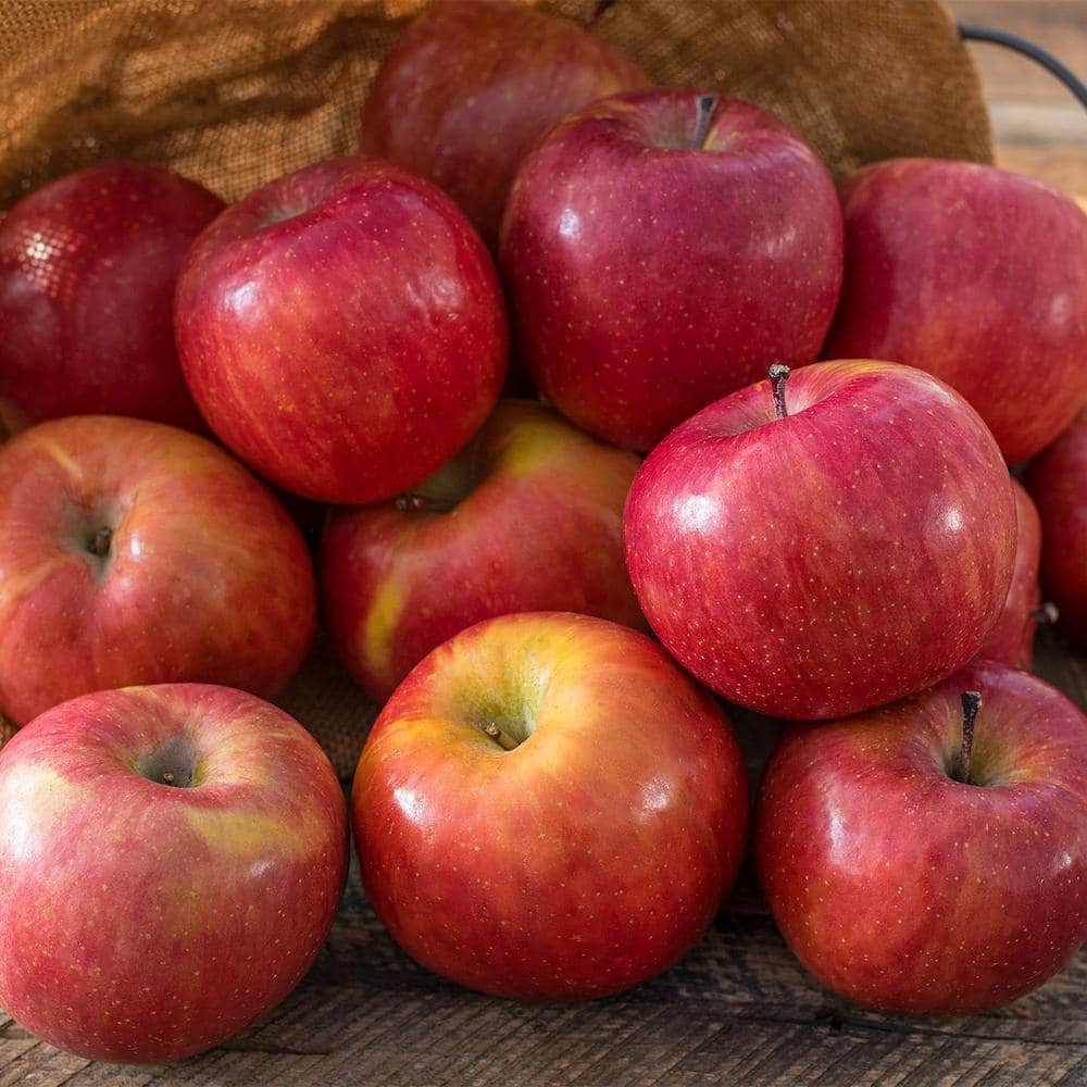 BELL NURSERY 7 Gal. Apple Combo Fruit Plant 363782 - The Home Depot