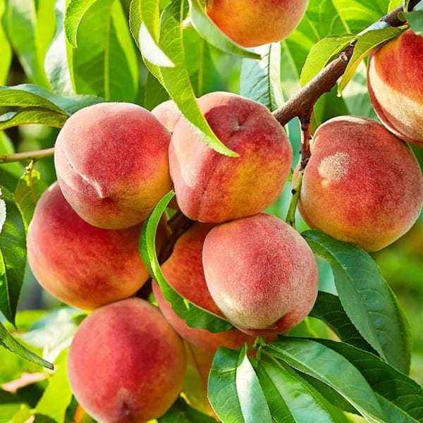 7 Gal. Contender Peach Tree