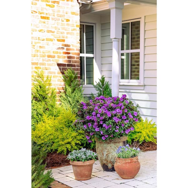 ENCORE AZALEA 3 Gal. Autumn Majesty Azalea Shrub with Reblooming