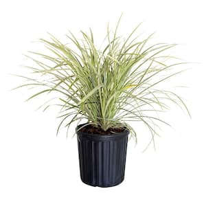 2.5 Qt. Aztec Grass(Liriope), Live Grass, Green and White Variegated Foliage