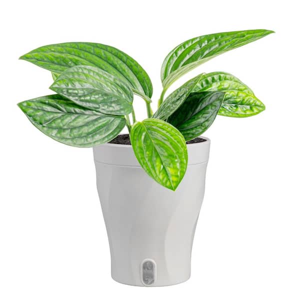 Trending Tropical Monstera Peru Indoor Plant in 6 in. Self-Watering Pot, Avg. Shipping Height 1-2 ft. Tall