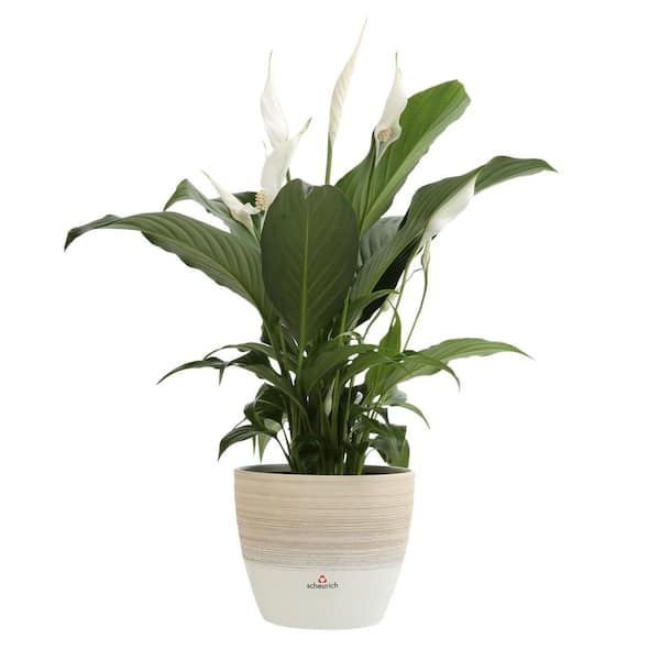 Costa Farms Spathiphyllum Peace Lily Plant in 6 in. Premium Ceramic Pot