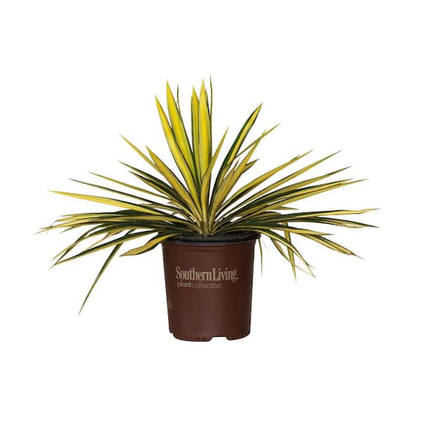 SOUTHERN LIVING 1.5 Gal. Color Guard Yucca (Adam's Needle) with Variegated Creamy White and Dark Green Foliage