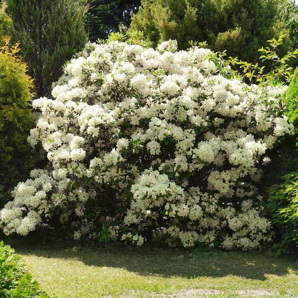 national PLANT NETWORK 3 Gal. Floramore Azalea White Shrub with