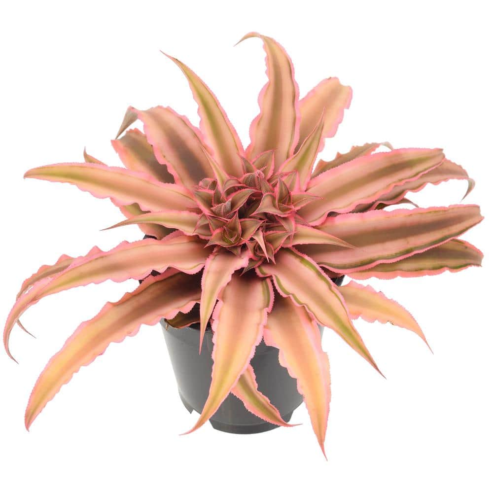 Cryptanthus Pink Earth Star Indoor Plant in Black Grower Pot