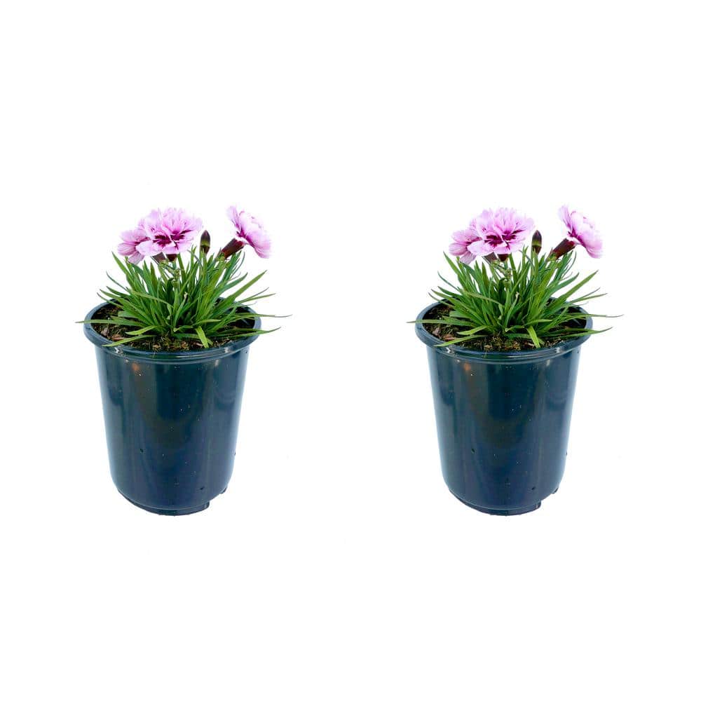 Perennial Carnation Amy 2.5 Qt. - 2-Pack
