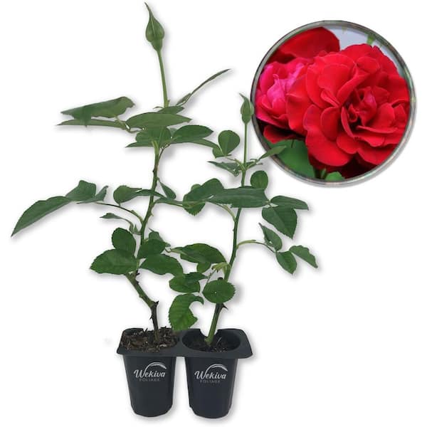 Wekiva Foliage Don Juan Rose Bush 2-Live Starter Plants in 2 in. Pots-Beautifully Fragrant Heirloom Rose from Florida