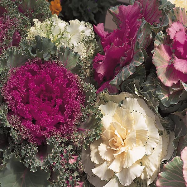 Unbranded 4.5 in. Curly Kale Plant
