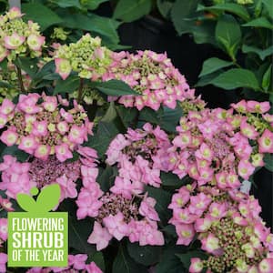 Tiny Tuff Stuff™ Mountain Hydrangea - Proven Winners - 4 pot - Hirt's  Gardens