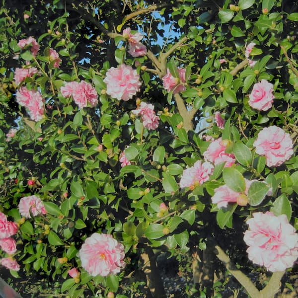 national PLANT NETWORK 1 Gal. Camellia Debutante HD2683 - The Home
